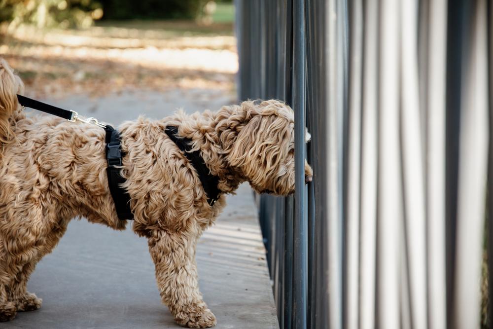 Hundegeschirr Aktiv Velvet - Kentucky Dogwear