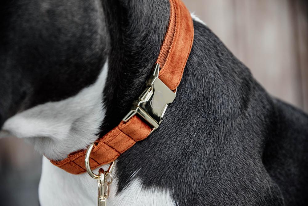 Hundehalsband Velvet - Kentucky Dogwear