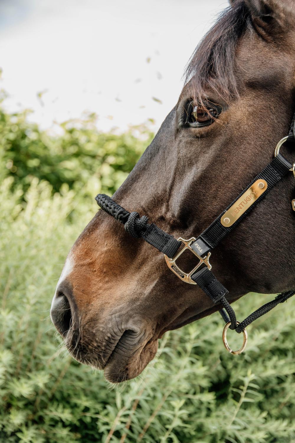 Kontrollhalfter - Kentucky Horsewear