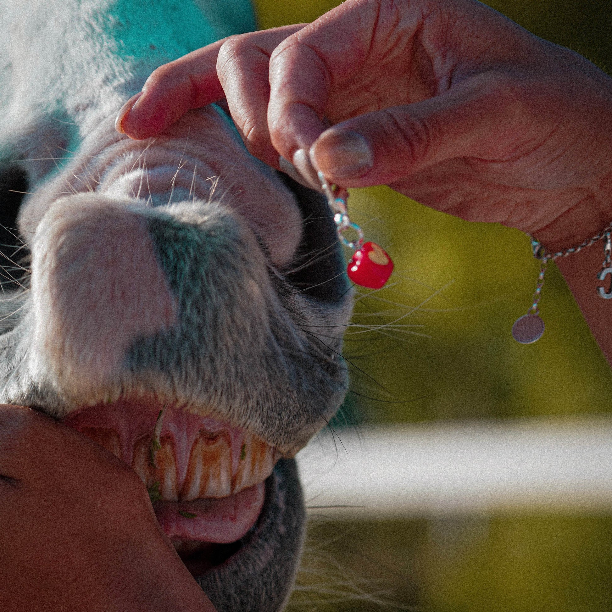 APPLE LOVE Charm - Glam & Gallop