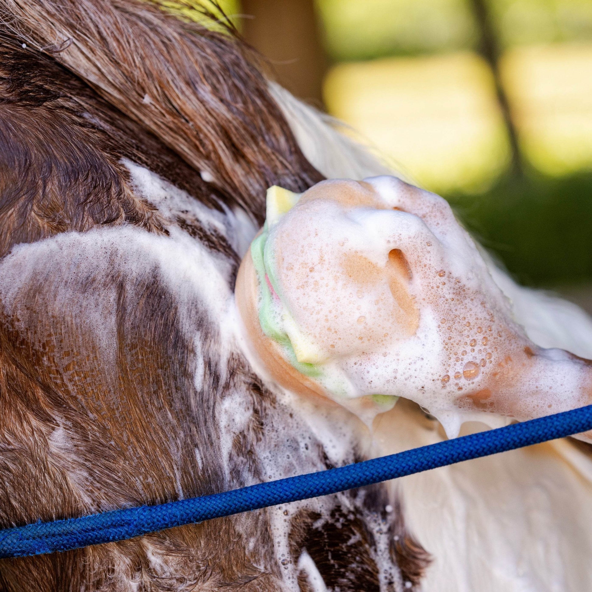 BURGER Schwamm - Glam & Gallop