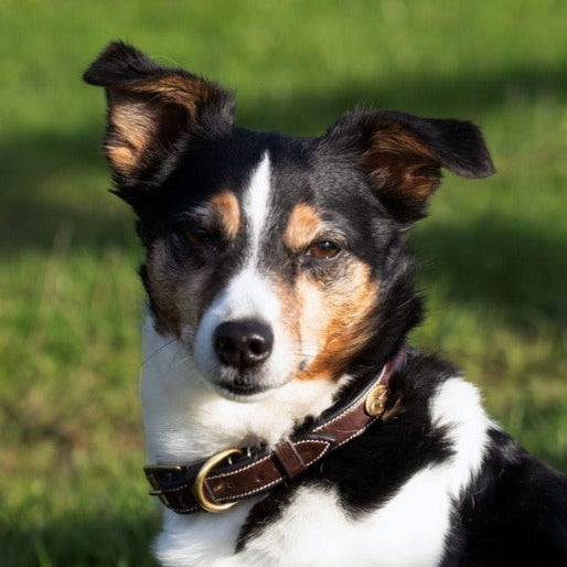 Hundehalsband Fancy