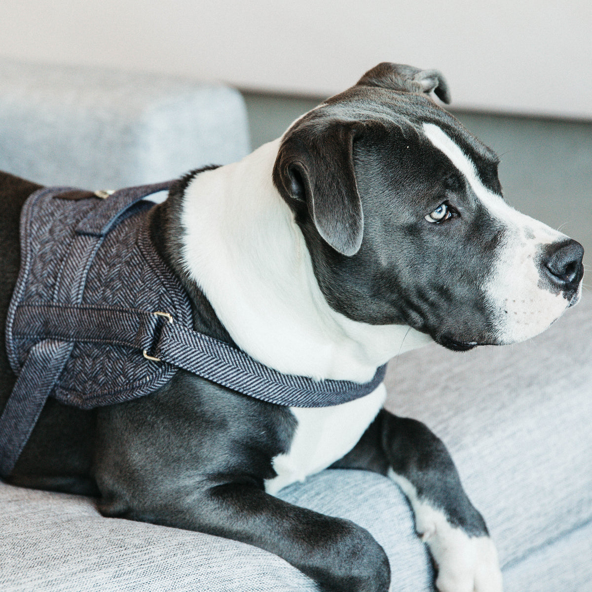 Hundegeschirr Body Safe Wolle 82