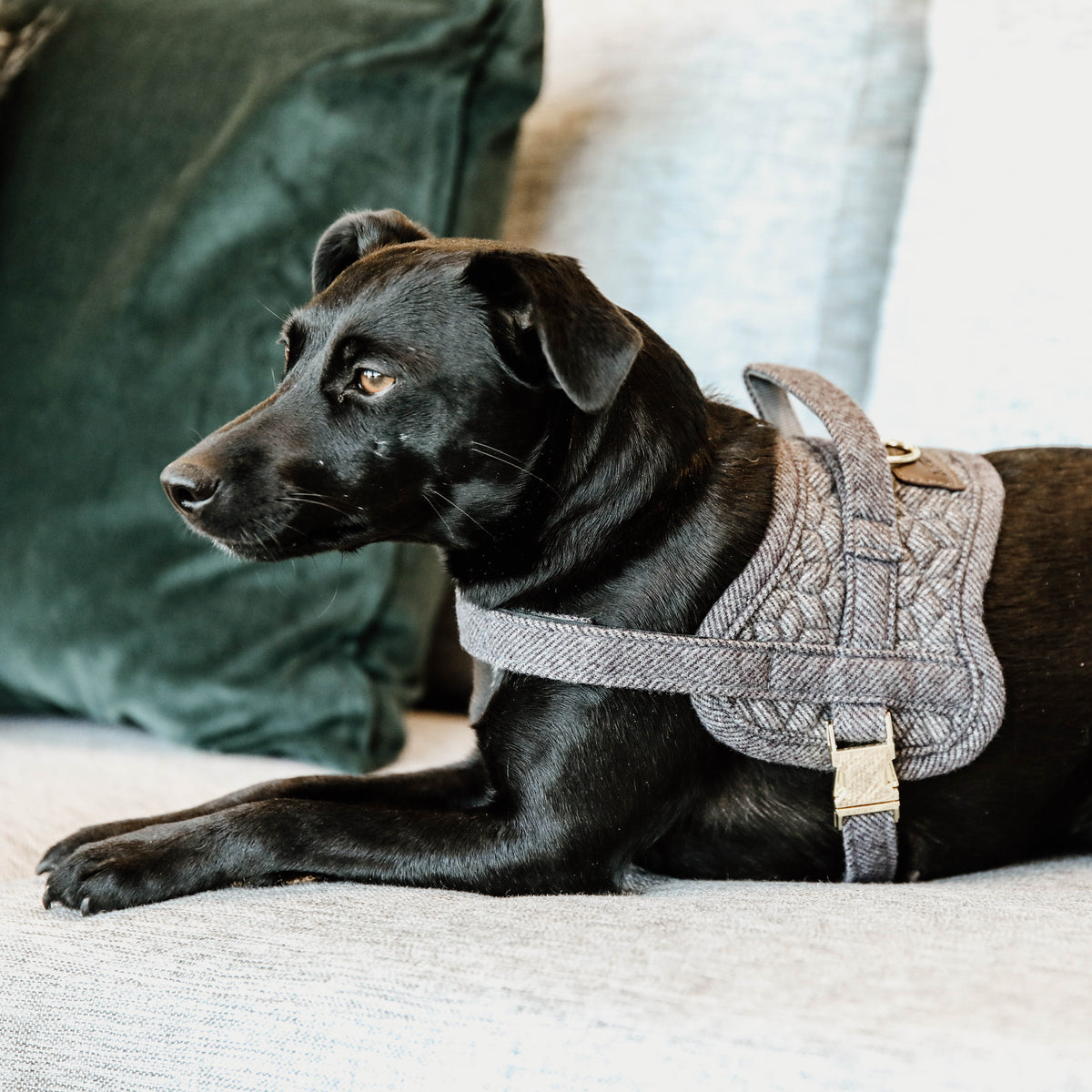 Hundegeschirr Body Safe Wolle 71