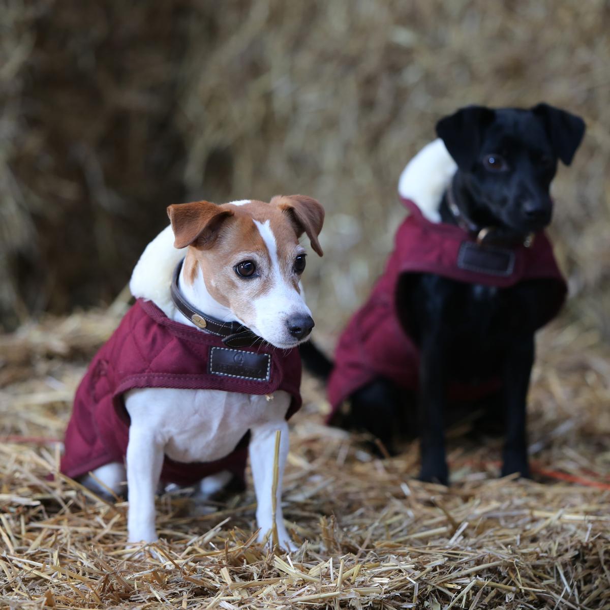 Hundemantel Original