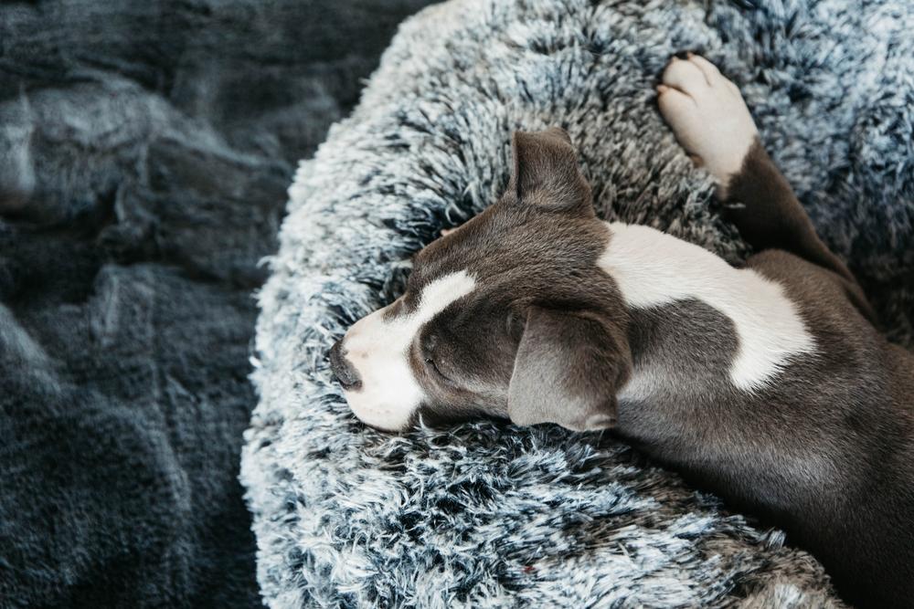 Hundebett Komfort Donut - Kentucky Dogwear