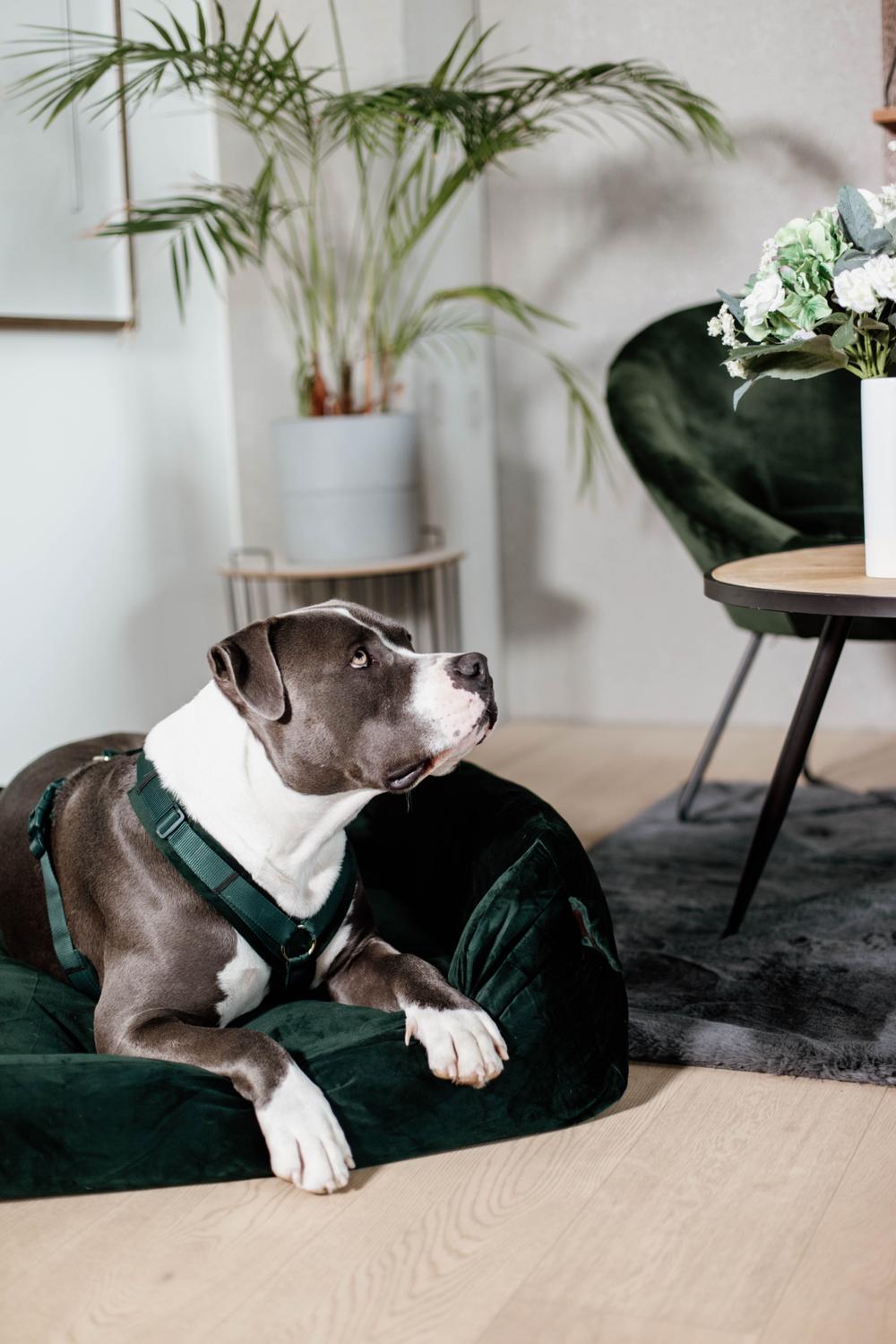 Hundegeschirr Aktiv Velvet - Kentucky Dogwear