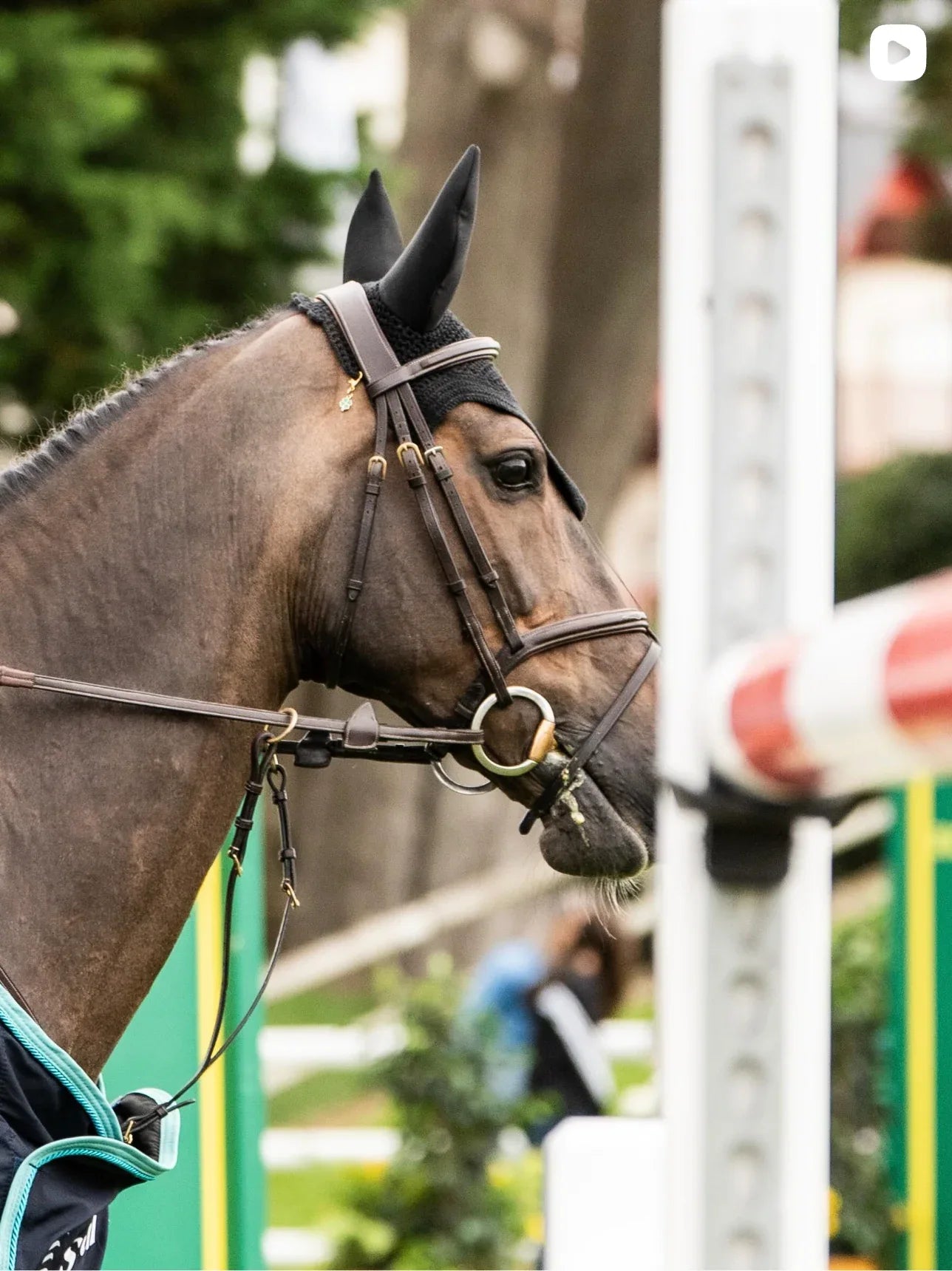 GLÜCKSKLEE Charm - Glam & Gallop