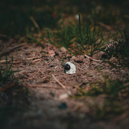 SCHAF Charm - Glam & Gallop