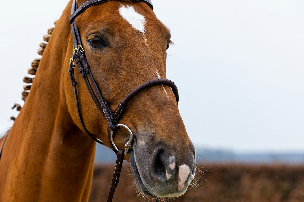 Trense Dublin mit Kordelreithalfter ummantelt