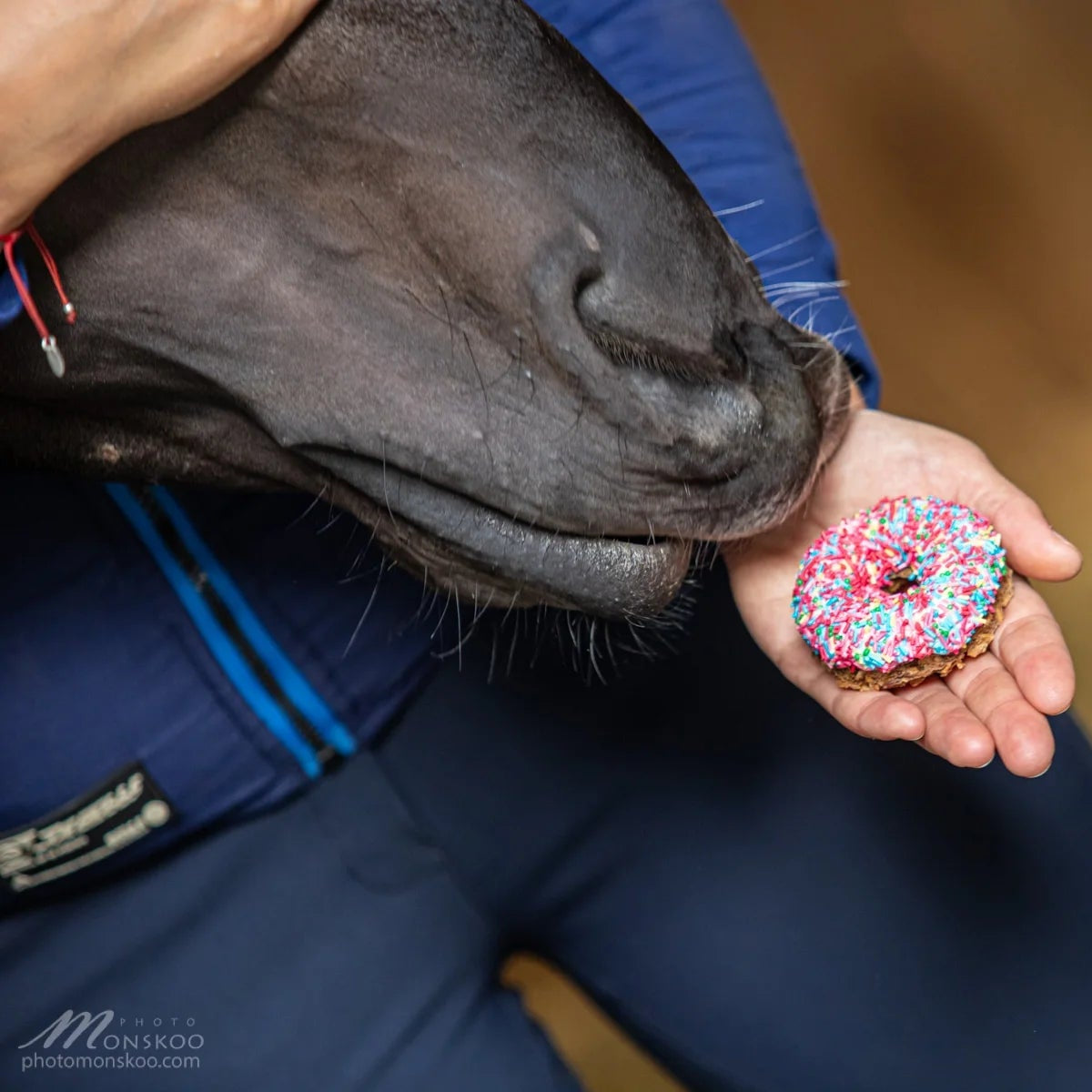 SPRINKLE DONUT Leckerlie - Pony Bueno