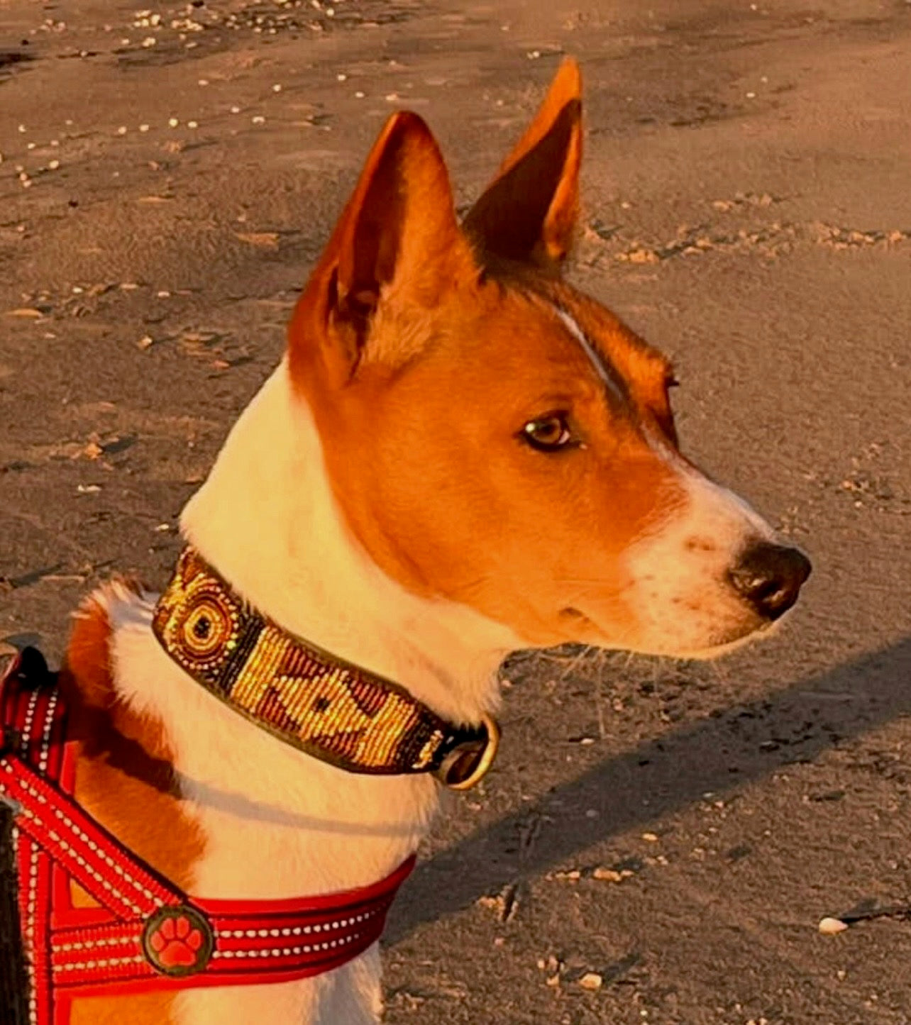 Hundehalsband Maasai Perlen (alle Designs)