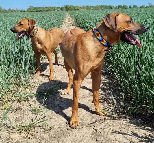 Hundehalsband Maasai Perlen (alle Designs)