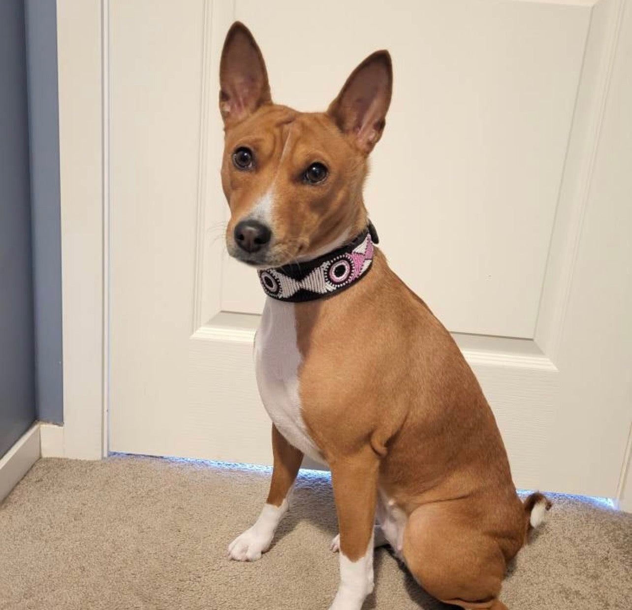 Hundehalsband Maasai Perlen (alle Designs)