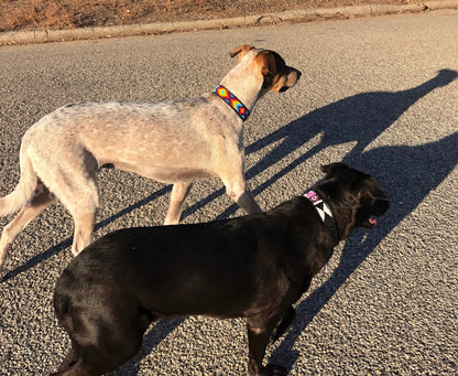 Hundehalsband Maasai Perlen (alle Designs)