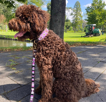 Hundehalsband Maasai Perlen (alle Designs)