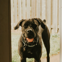 FÜR HUNDE
