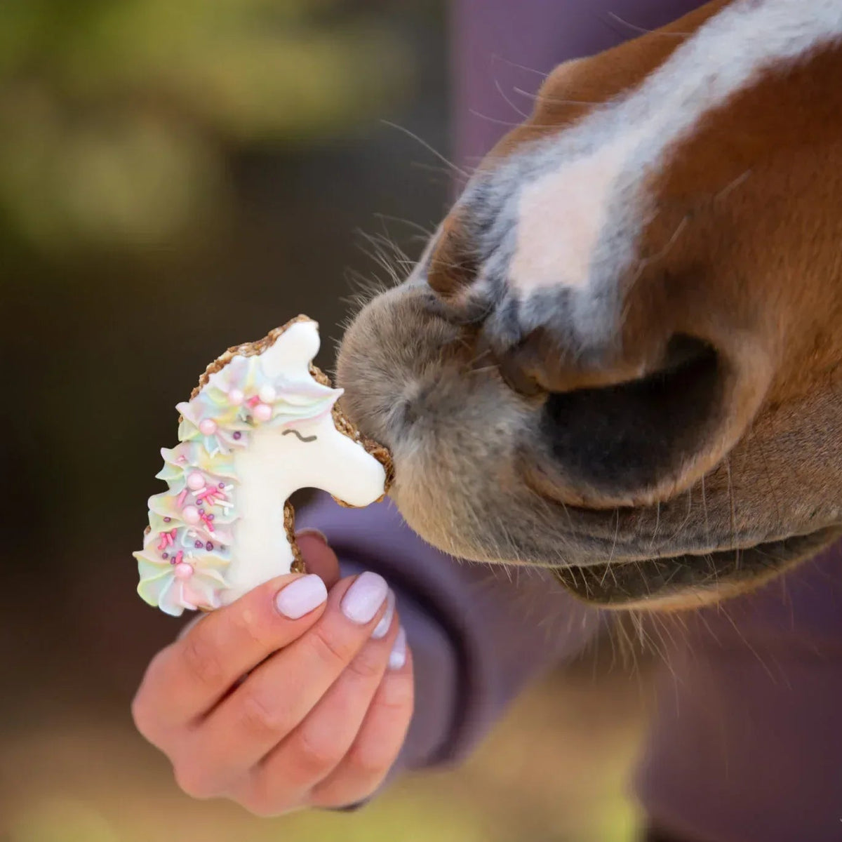 Unicorn Lebkuchen Leckerlie - Pony Bueno