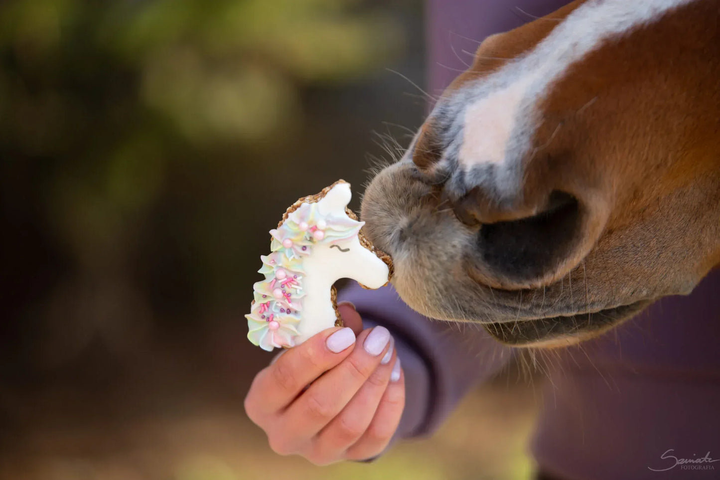 Unicorn Lebkuchen Leckerlie - Pony Bueno - Glam & Gallop
